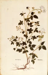 プレート。レオンハート・フックスによるデューベリー（Rubus）（『De historia stirpium commentarii insignes (Notable Commentaries on the History of Plants)』より）、彩色済みエングレーヴィング。