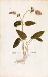 Leonhart Fuchsによる「De historia stirpium commentarii insignes (Notable Commentaries on the History of Plants)」のカラーエングレーヴィングによる紫色のベトニーまたはビショップワート（Betonica）。