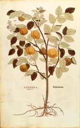 カリン - Cydonia oblonga (Cotonea malus) レオンハルト・フックス作 「De historia stirpium commentarii insignes (Notable Commentaries on the History of Plants)」より、彩色された彫刻作品。