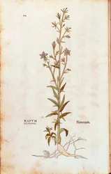 レオンハルト・フックスによる「ランピオン・ベルフラワー」（Campanula rapunculus）（Rapum sylvestre）：「De historia stirpium commentarii insignes（植物の歴史に関する注目すべき解説）」のカラー彫刻