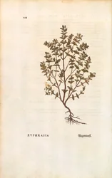 レッドアイブライト（Euphrasia officinalis）、Leonhart Fuchs著 「De historia stirpium commentarii insignes（植物の歴史に関する注目すべき解説）」より カラー彫刻