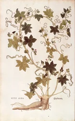レッドブリオニー - Bryonia dioica (Vitis alba) by Leonhart Fuchs, De historia stirpium commentarii insignes (Notable Commentaries on the History of Plants), カラーエングレーヴィングより