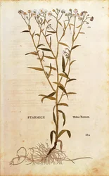 Sneezewort - Achillea ptarmica (Ptarmice) by Leonhart Fuchs from De historia stirpium commentarii insignes (Notable Commentaries on the History of Plants) カラーエングレーヴィング