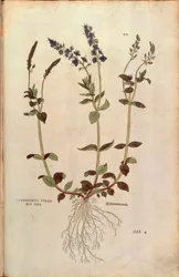 スピードウェル（Veronica officinalis）またはコンパクトな青いスピードウェル（Veronica allionii（Chamaedrys vulgaris mas））Leonhart Fuchsによる「De historia stirpium commentarii insignes（植物の歴史に関する注目すべき論評）」のカラーエングレーヴィング。