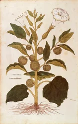 棘のあるリンゴまたは深紅色の雑草 - Datura stramonium（Stramonia）Leonhart Fuchs著、『植物の歴史に関する注目すべき解説』より、カラーの彫刻作品。