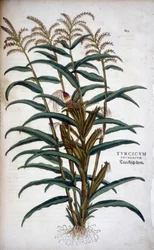 Turcicum Frumentum (Mis) - Leonhart Fuchsの "De Historia Stirpium commentarii insignes "にて。
