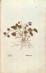 バイオレット（Viola odorata）Leonhart Fuchs著、『De historia stirpium commentarii insignes (Notable Commentaries on the History of Plants)』より、彩色された彫刻作品。