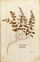 Wall Germander - Teucrium chamaedrys (Chamaedrys vera mas) by Leonhart Fuchs from De historia stirpium commentarii insignes (Notable Commentaries on the History of Plants) colored engraving