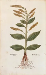 ホワイトヘレボア - Veratrum album (Eleborus albus) by Leonhart Fuchs, De historia stirpium commentarii insignes (Notable Commentaries on the History of Plants), カラー・エングレーヴィング