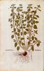 ホワイトホアハウンド（Marrubium vulgare）、Leonhart Fuchs著 「De historia stirpium commentarii insignes（植物の歴史に関する注目すべき解説）」より カラーのエングレービング