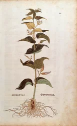 白いツバメの花 - Cynanchum vincetoxicum (Asclepias) by Leonhart Fuchs (De historia stirpium commentarii insignes (Notable Commentaries on the History of Plants) からのカラーエングレーヴィング