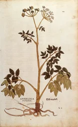 野生のアンジェリカ（Angelica sylvestris）、Leonhart Fuchs著 「De historia stirpium commentarii insignes（植物の歴史に関する注目すべき解説）」より カラーの彫刻作品