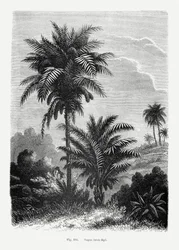 ヴィンテージのヤシの木のイラスト V