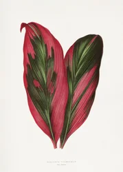 ピンク色のドラセナ・テルミナリス（Dracaena Terminalis）の葉のイラスト