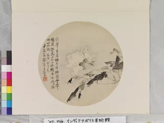 白牡丹
