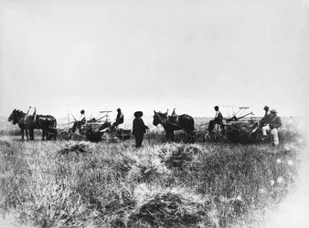 ポリコロの畑で干し草を刈る、馬と荷車を持った農民たち、バジリカータ州、1900年代前半、イタリア、20世紀