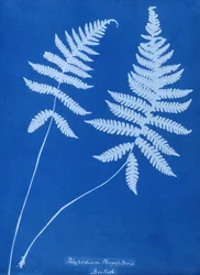 Polypodium phegopterisのサイアノタイプ