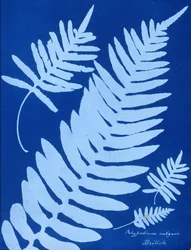 Polypodium vulgareのサイアノタイプ