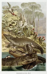 ナイルワニ（crocodilus nicoticus） - A.E.ブレム著「動物の生活」（トリノ）に掲載