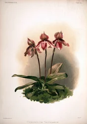 Cypripedium×tautzianum品種=（Paphiopedilumbarbatum×Paphiopedilumniveum）