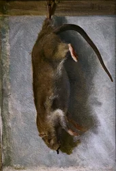 ネズミの死体の研究
