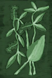 植物が織りなす緑のグラデーション