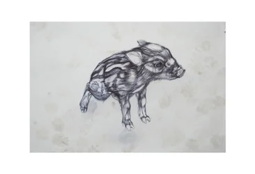 子ぶた、2015、（bic biro on paper）