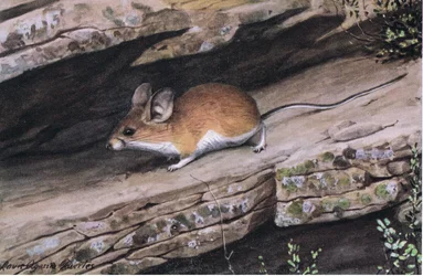 Big Eared Pinion Mouseは、南西部の険しい峡谷にある白い足の氏族を表しています。