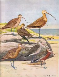 Hudsonian Curlew、Eskimo Curlew、Long Billed Curlew、Marbled Godwit、Hudsonian Godwit