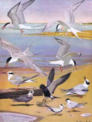 東部および中部北アメリカのパブのアメリカの鳥の自然史からのイラスト。 Bramhall House c.1970より
