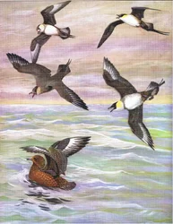 東部および中央北アメリカのパブのアメリカの鳥の自然史からのイラスト。 Bramhall House c.1970より