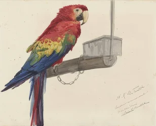 オウム。 1879