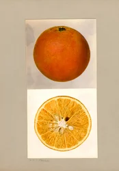 パイナップルオレンジ