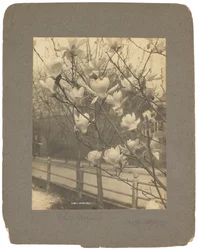 ティファニー スタジオ、1898～1920年頃（写真白黒）