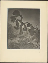 道化師のようなジョシュア