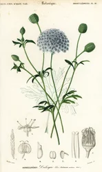 青いレースの花、Trachymene coerulea。 、1849年（彫刻）