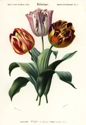 ガーデン チューリップ、Tulipa gesneriana、1849 年 (彫刻)