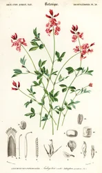 藍草、Indigofera リクライニング。 、1849年（彫刻）