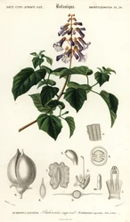 プリンセス ツリー、エンプレス ツリーまたはジギタリス ツリー、Paulownia tomentos、1849 年 (彫刻)