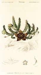 星の花、Orbea variegata.、1849 年 (彫刻)