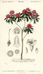 ツリー シャクナゲ、ツツジ arboreum。 、1849年（彫刻）