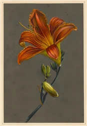 Hemorocallus（Day Lily）、1830（下地に紙を使用したボディカラー）