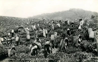 茶葉の摘み取り作業、セイロン島北部のエステート、1900-1930年頃（モノクロ写真）。