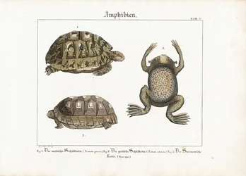 両生類：ギリシャリクガメ、アカアシガメ、スリナムヒキガエル