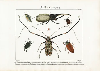 等身大のカブトムシ