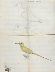 2 Aves "Arousat El Bahar"