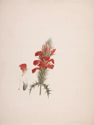 Acanthus Sennii Chiov. : desenho finalizado com detalhes adicionados