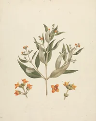 Avicennia marina (Forssk.) Vierh. (ホワイト マングローブ): 花の詳細を含む開花シュートの完成図