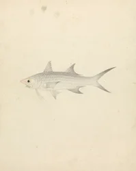 Binney: número um (um peixe)