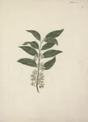 ストーリー Edulis Forsk。 (Khat): 完成図
